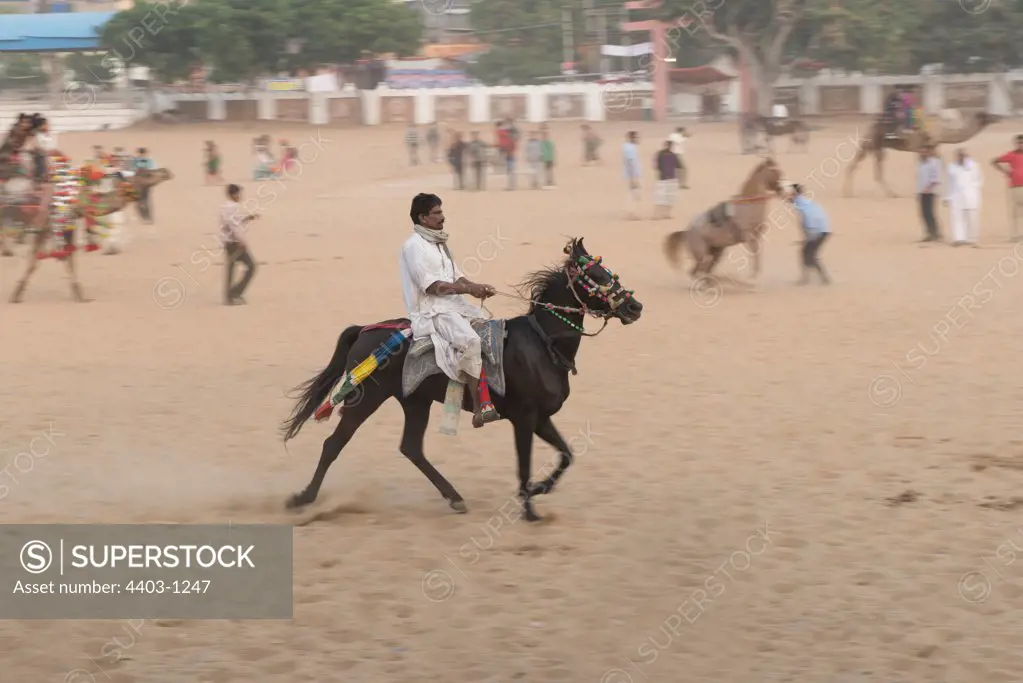 Rajasthani horse trader showing horse at the 'gallops' to potential traders Pushkar Camel Fair Rajasthan India