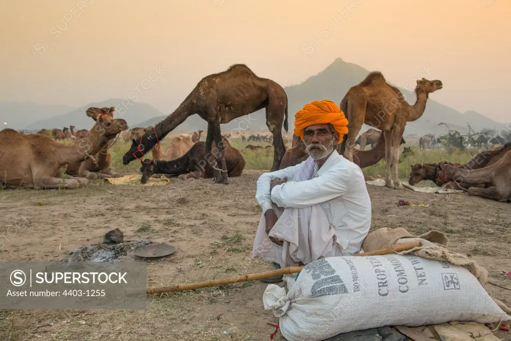 Camel Trader at dawn sitting near his camels Pushkar Camel Fair Rajasthan India