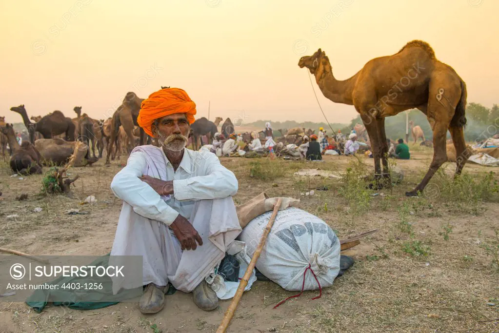 Camel Trader at dawn sitting near his camels Pushkar Camel Fair Rajasthan India