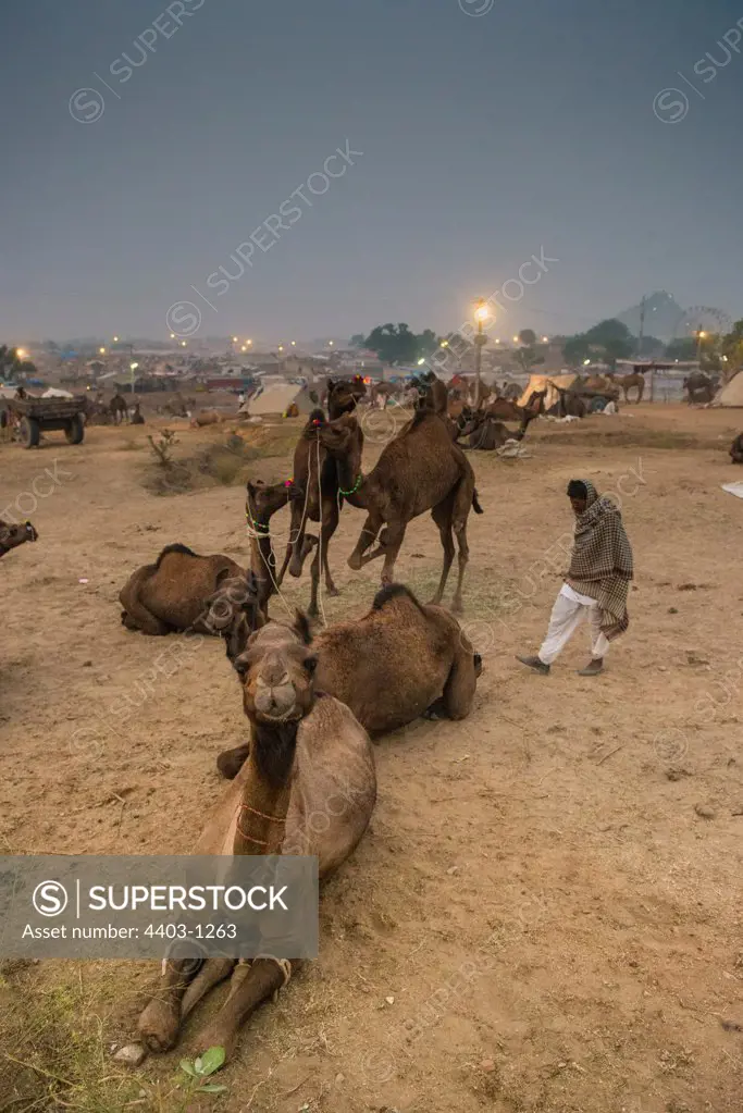 Camel Group at first light Pushkar Camel Fair Rajasthan India