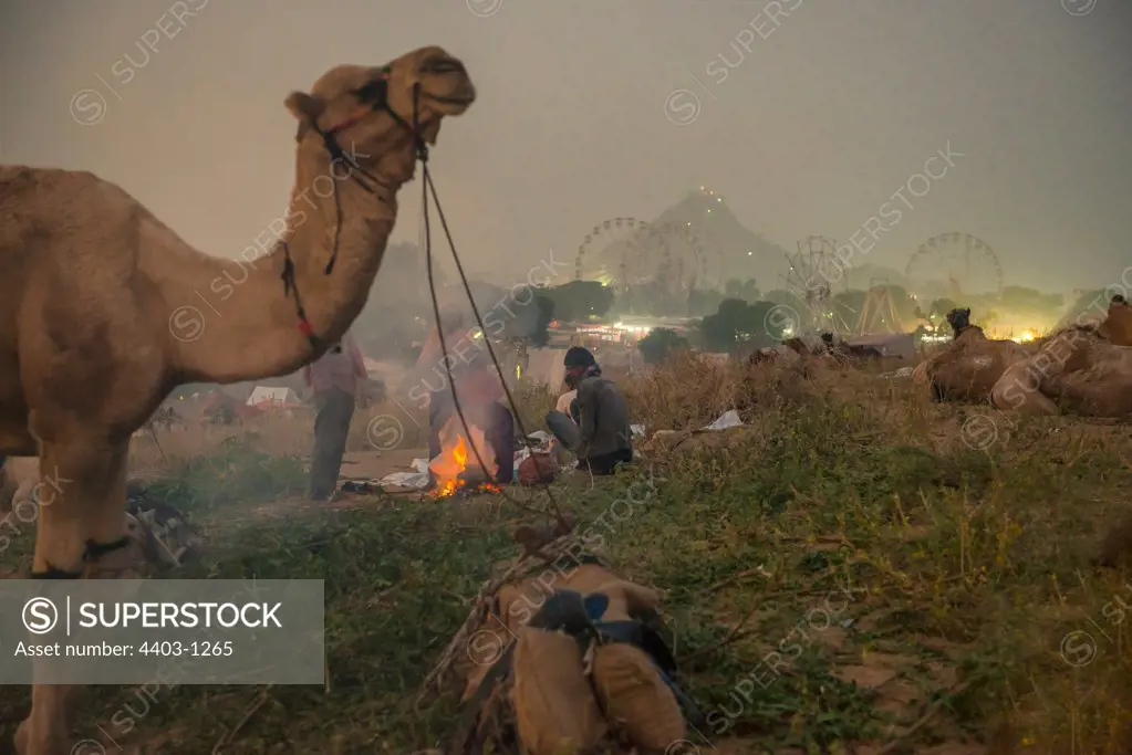 Pushkar Camel Fair at dawn with funfair in background Pushkar Rajasthan India