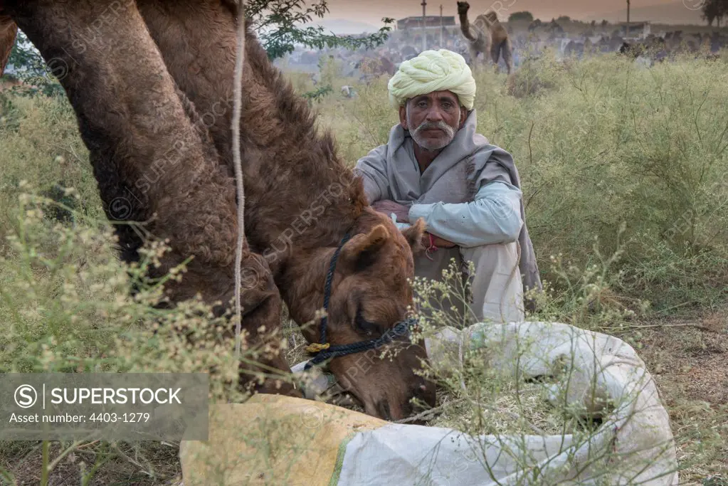 Rajasthani man sitting near camels feeding Rajasthan India