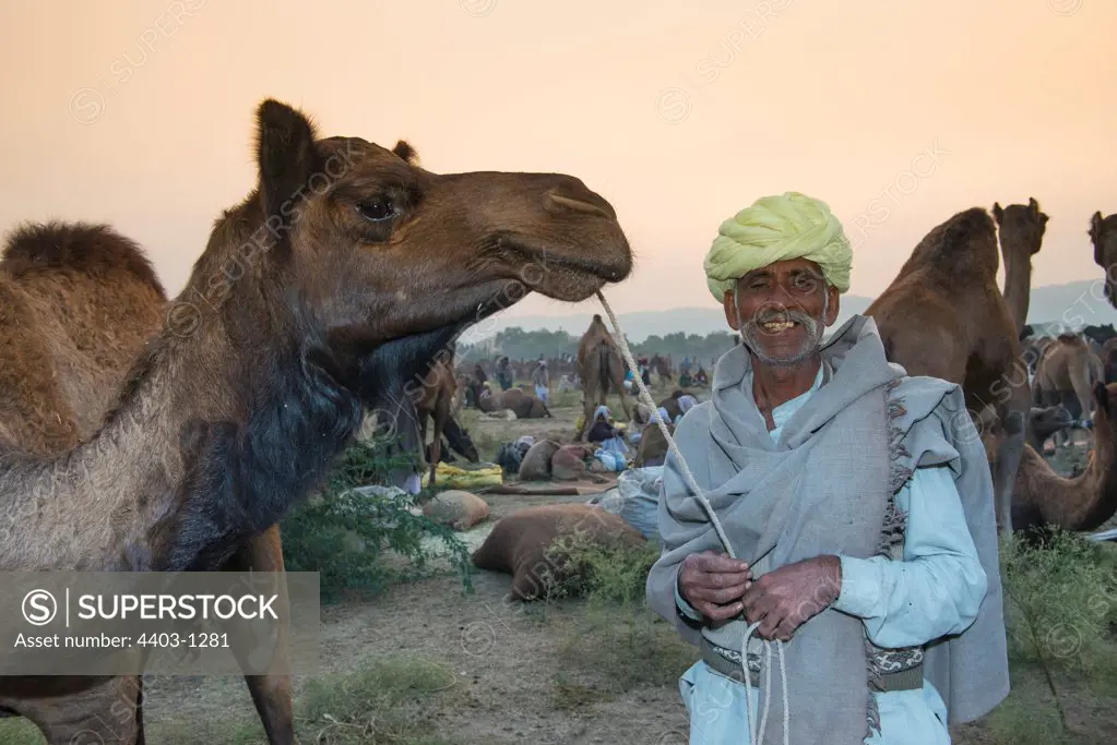 Rajasthani camel herder with camel at sunrise Pushkar Camel  Fair Rajasthan India