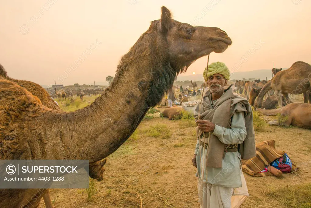 Rajasthani camel herder with camel at sunrise Pushkar Camel  Fair Rajasthan India