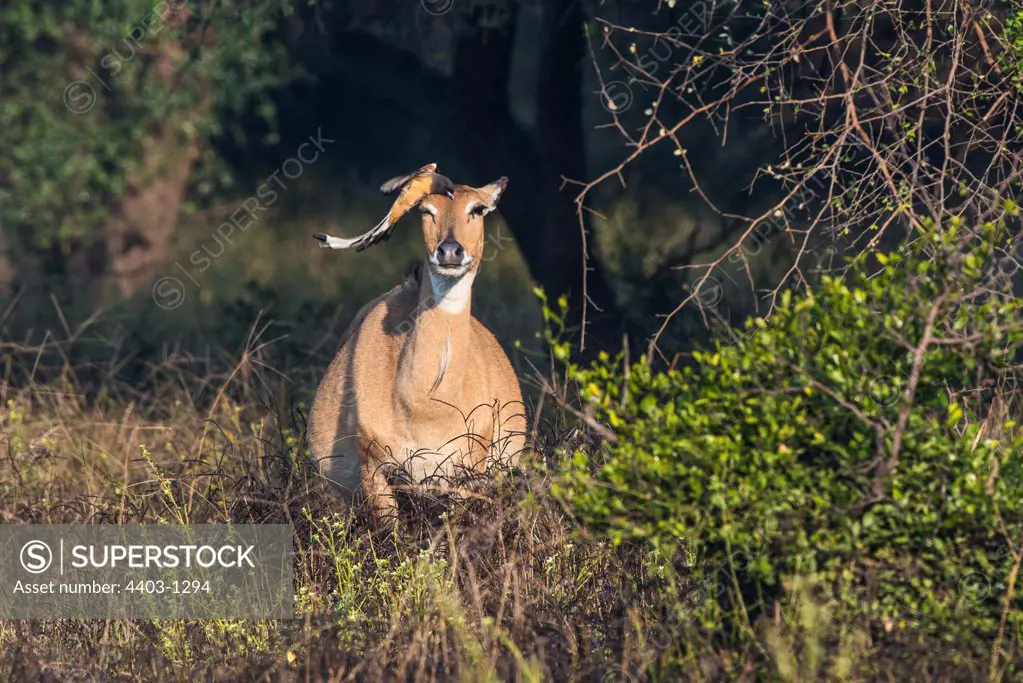 Nilgai Boscephalus tragocamelus adult female attended by Indian Tree Pie removing parasites from the animals head and ears Sariska National Park Rajasthan India