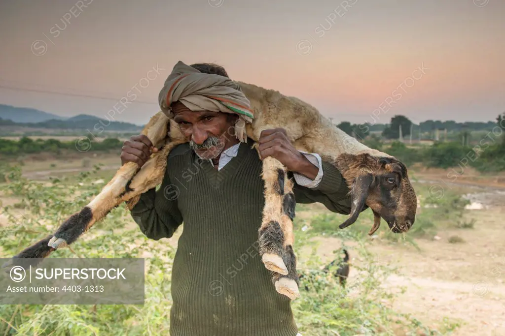 Rajasthani shepherd carrying sheep Sawai Madhopur Rajasthan India