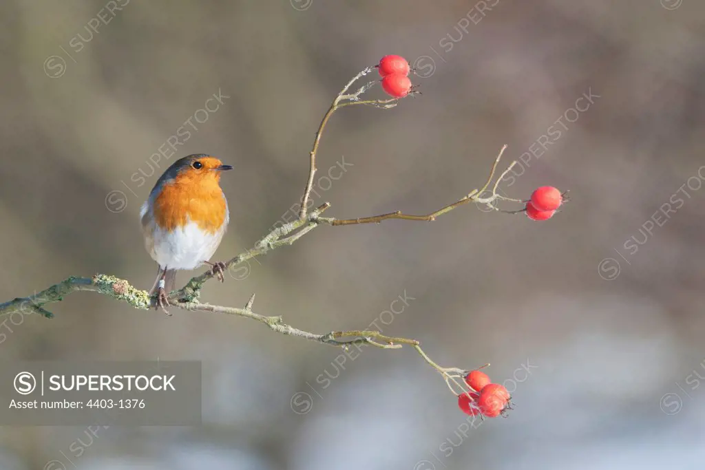 Robin (Erithacus rubecula) adult perched in on branch in the snow, Norfolk, U.K.