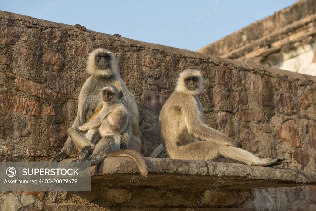 Hanuman Langur Presbytis entellus group perched on wall Ranthambhore Rajasthan India