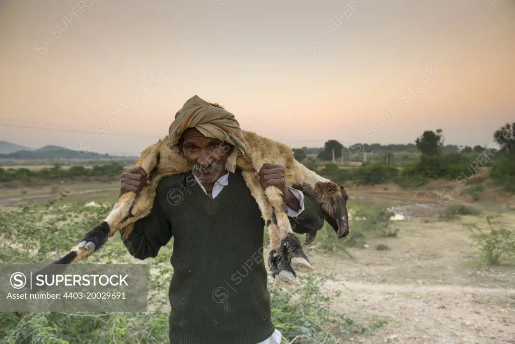 Rajasthani shepherd carrying sheep Sawai Madhopur Rajasthan India