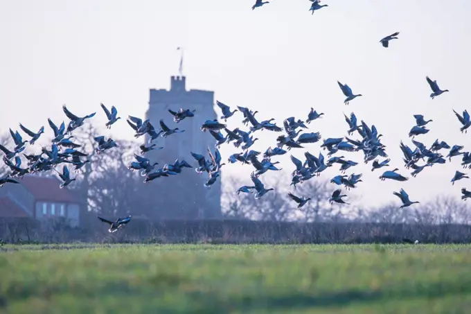 United Kingdom, Norfolk, Pink-footed goose (Anser brachyrhynchus) flock leaving field of winter wheat