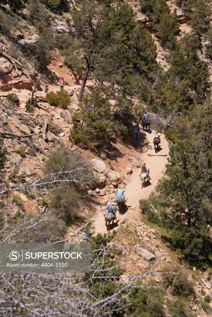 USA, Arizona, Grand Canyon National Park, Mule riders on Bright Angel Trail