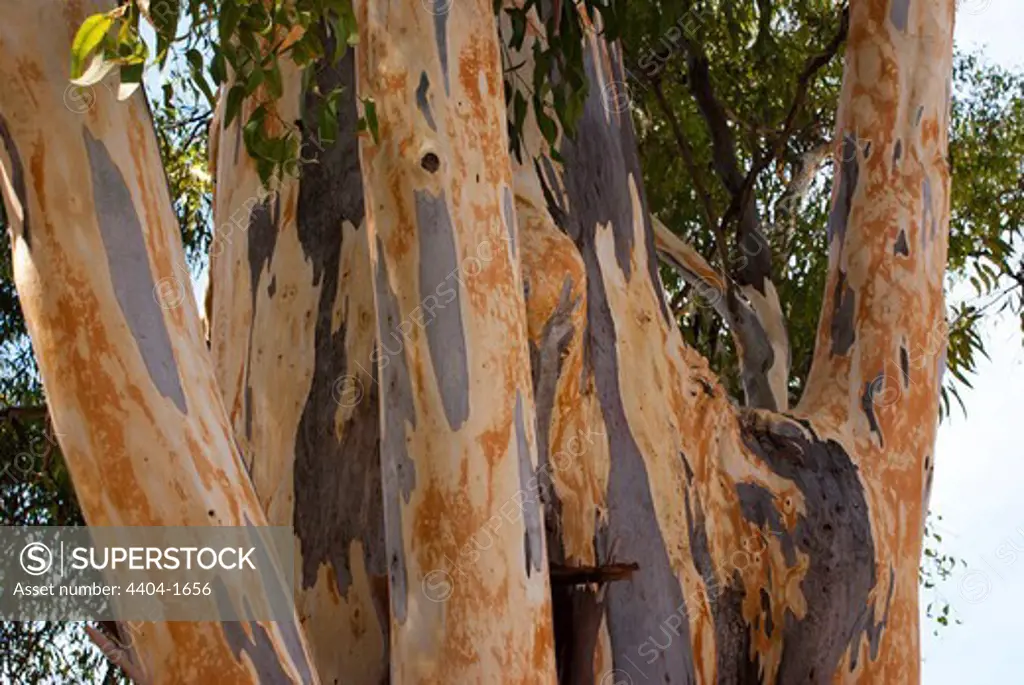 Bark of Eucalyptus tree, Malaga, Andalusia, Spain