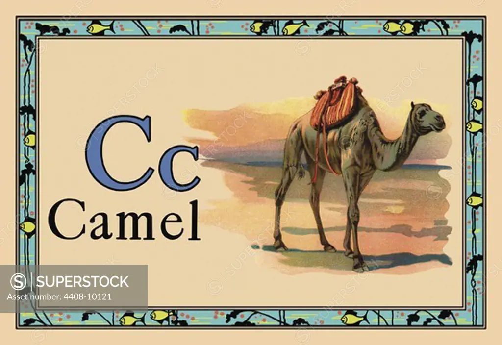 Camel, Animal Alphabet
