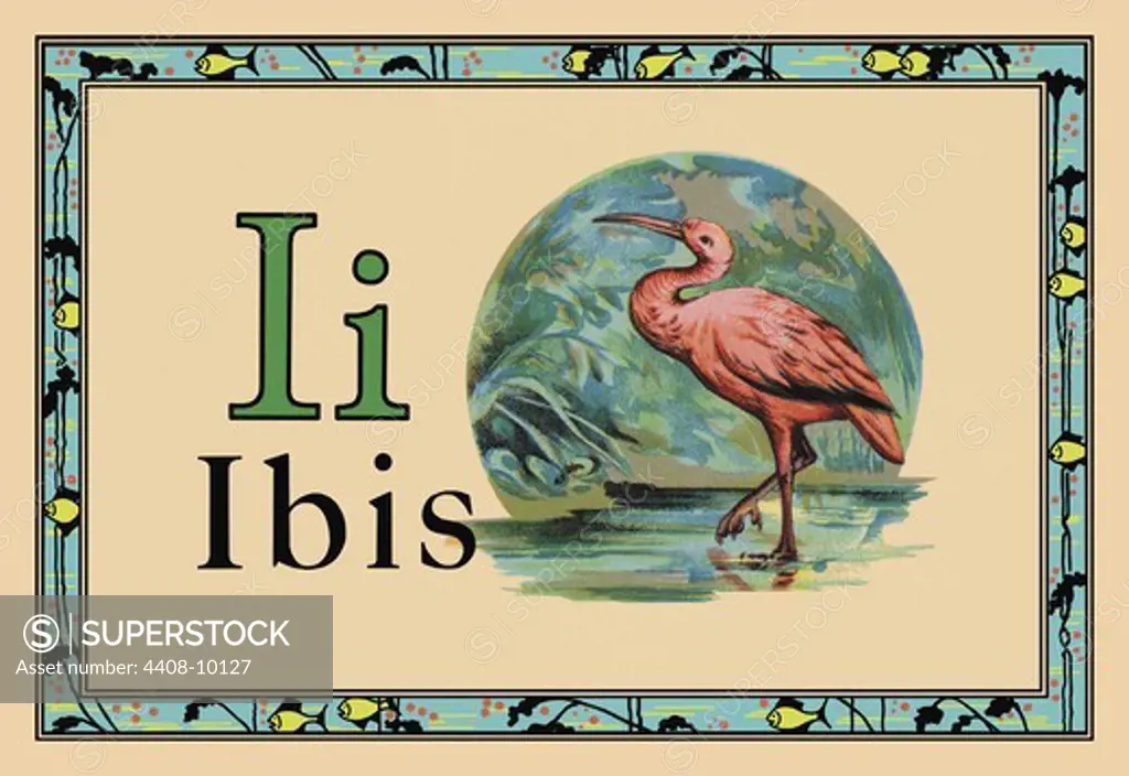 Ibis, Animal Alphabet