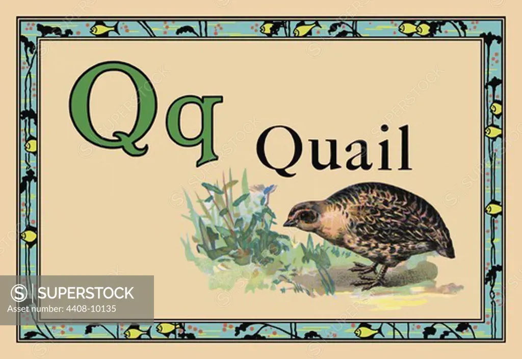 Quail, Animal Alphabet