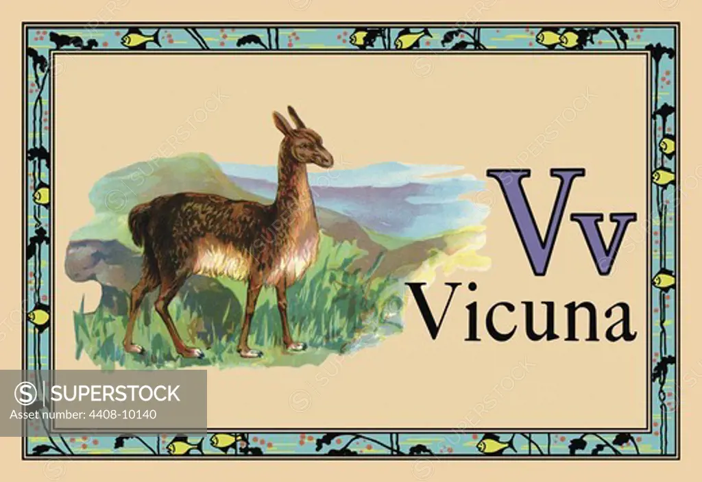 Vicuna, Animal Alphabet