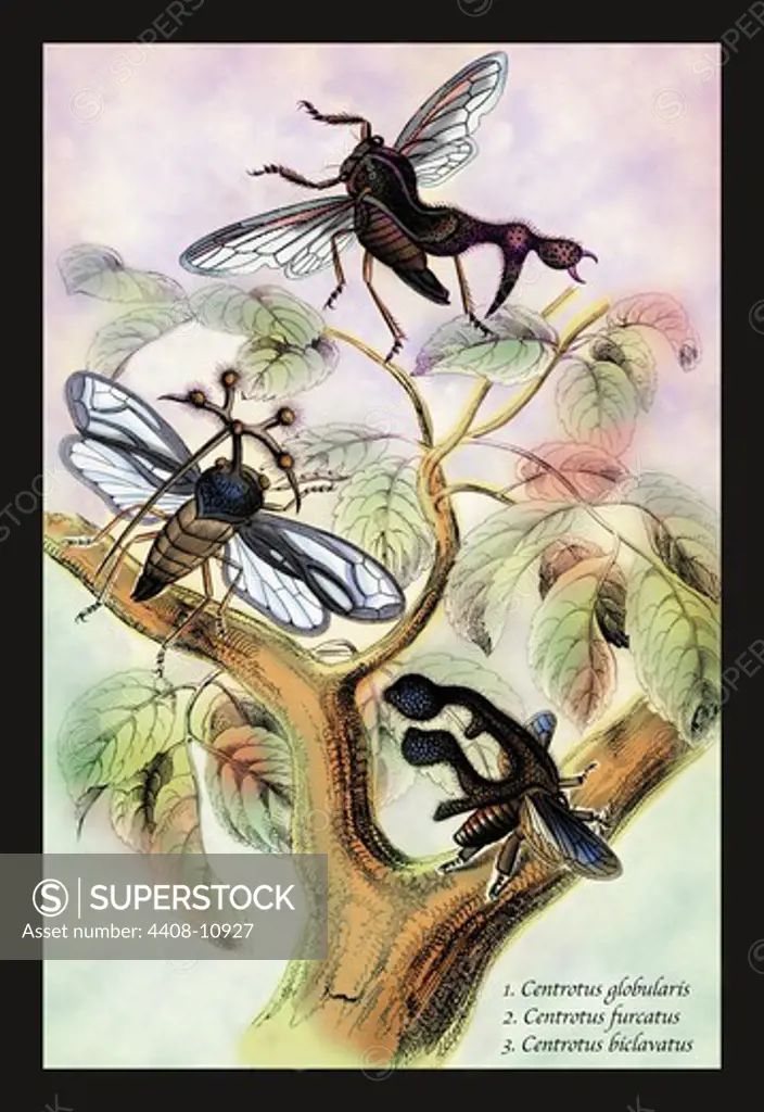Insects: Centrotus Globularis, C. Furcatus and C. Biclavatus, Insects - General