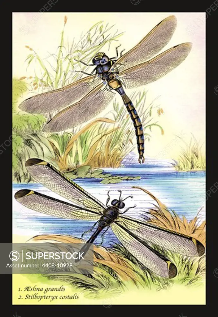 Insects: Aeshna Grandis and Stilbopteryx Costalis, Insects - General