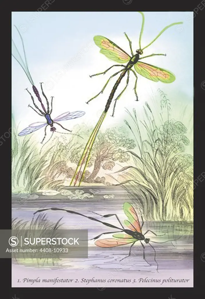 Insects: Pimpla Manifestator, Stephanus Coronatus, et al., Insects - General