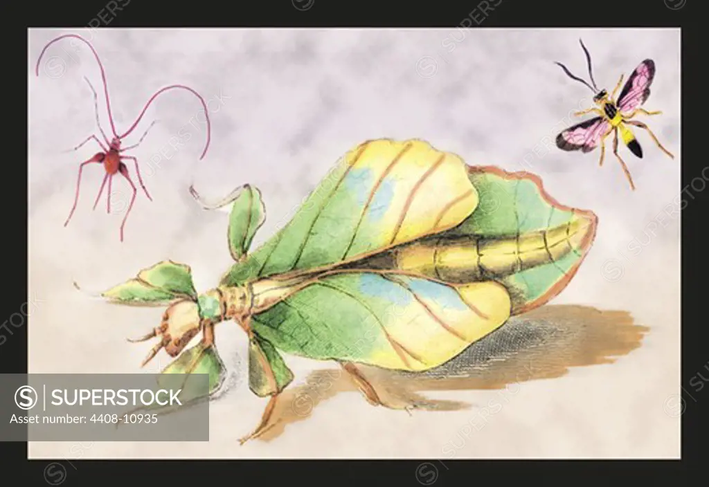 Three Insect Examples, Insects - General