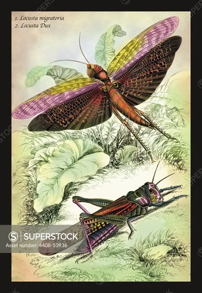 Insects: Locusta Migratoria and Locusta Dux, Insects - General