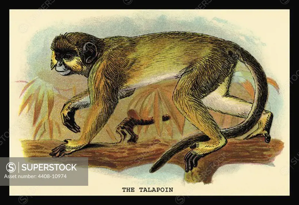 Talapoin, Naturalist Illustration - Waterhouse