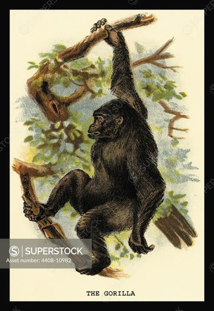 Gorilla, Naturalist Illustration - Waterhouse