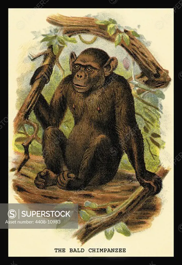 Bald Chimpanzee, Naturalist Illustration - Waterhouse