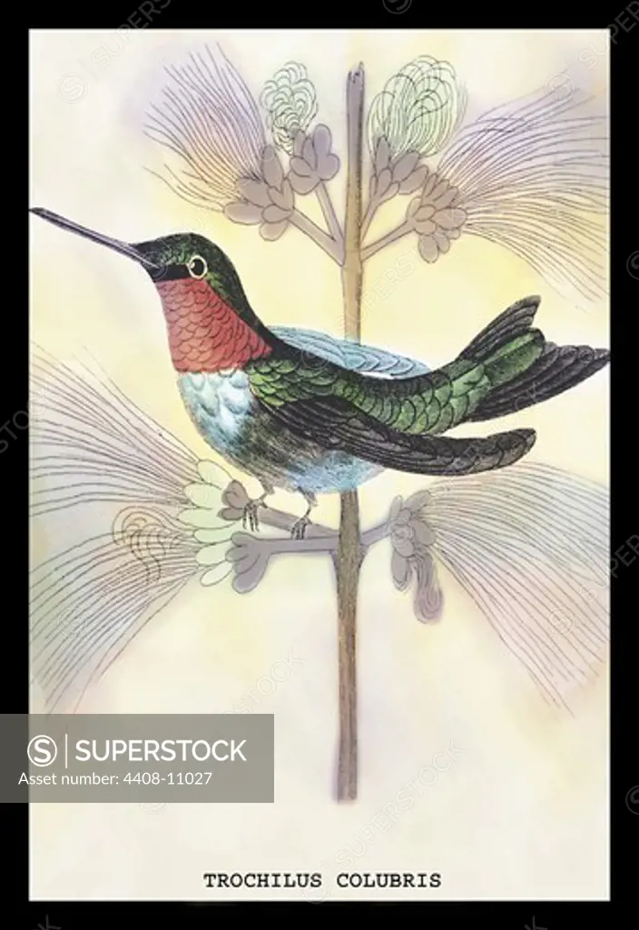 Hummingbird: Trochilus Colubris, Birds - Hummingbirds