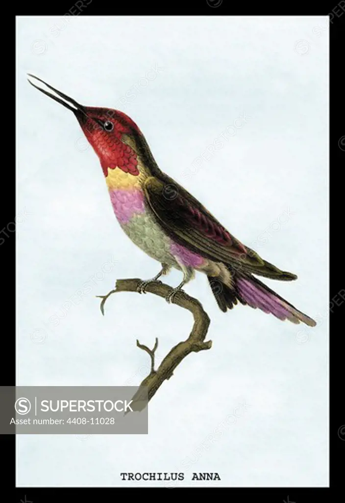 Hummingbird: Trochilus Anna, Birds - Hummingbirds