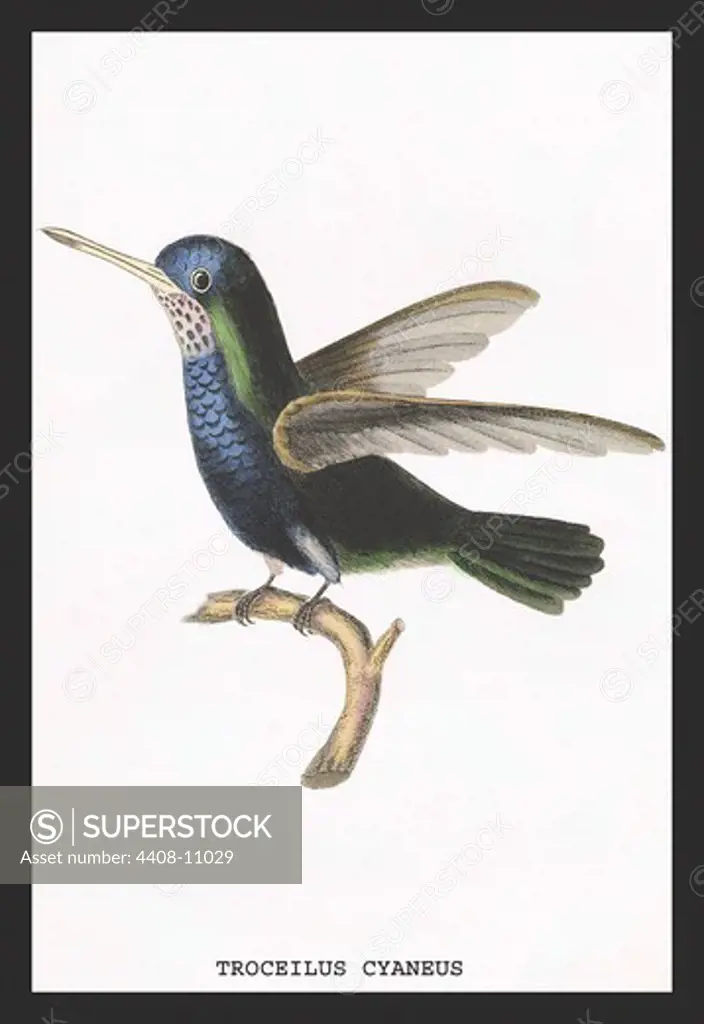 Hummingbird: Troceilus Cyaneus, Birds - Hummingbirds