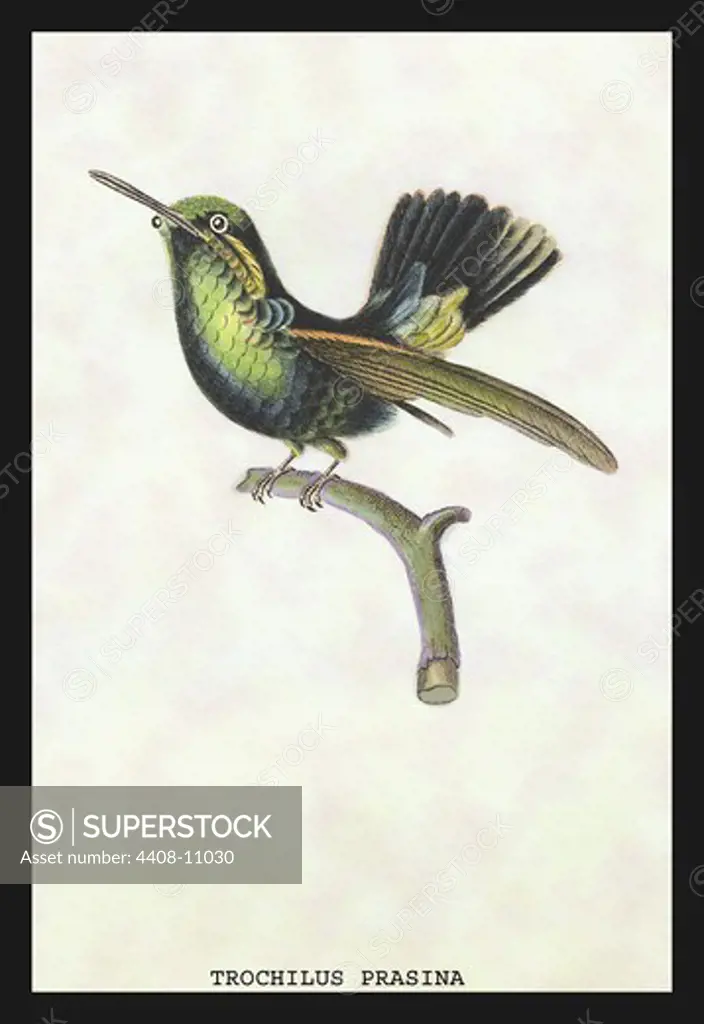 Hummingbird: Trochilus Prasina, Birds - Hummingbirds