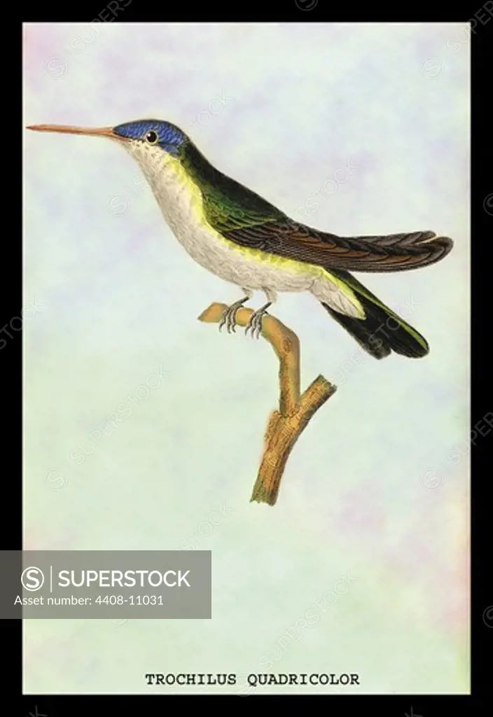 Hummingbird: Trochilus Quadricolor, Birds - Hummingbirds