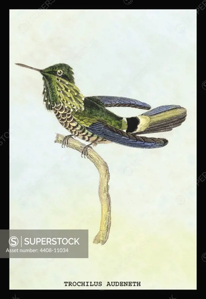 Hummingbird: Trochilus Audeneth, Birds - Hummingbirds
