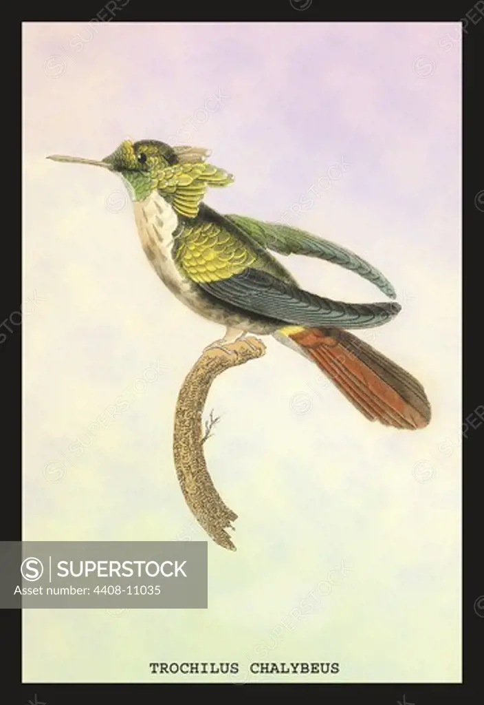 Hummingbird: Trochilus Chalybeus, Birds - Hummingbirds