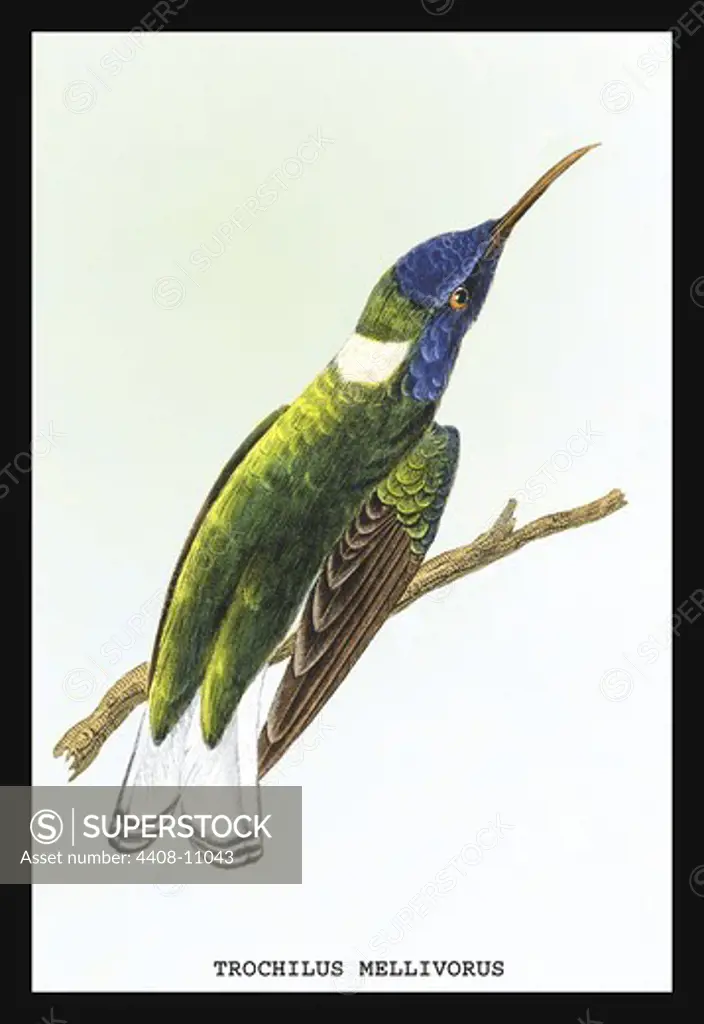 Hummingbird: Trochilus Mellivorous, Birds - Hummingbirds