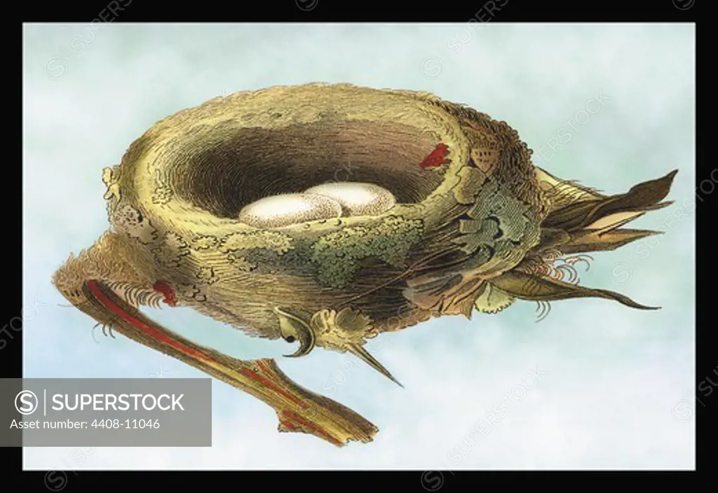 Nest with Eggs, Birds - Hummingbirds