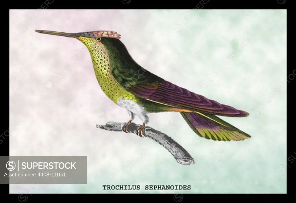 Hummingbird: Trochilus Sephanoides, Birds - Hummingbirds