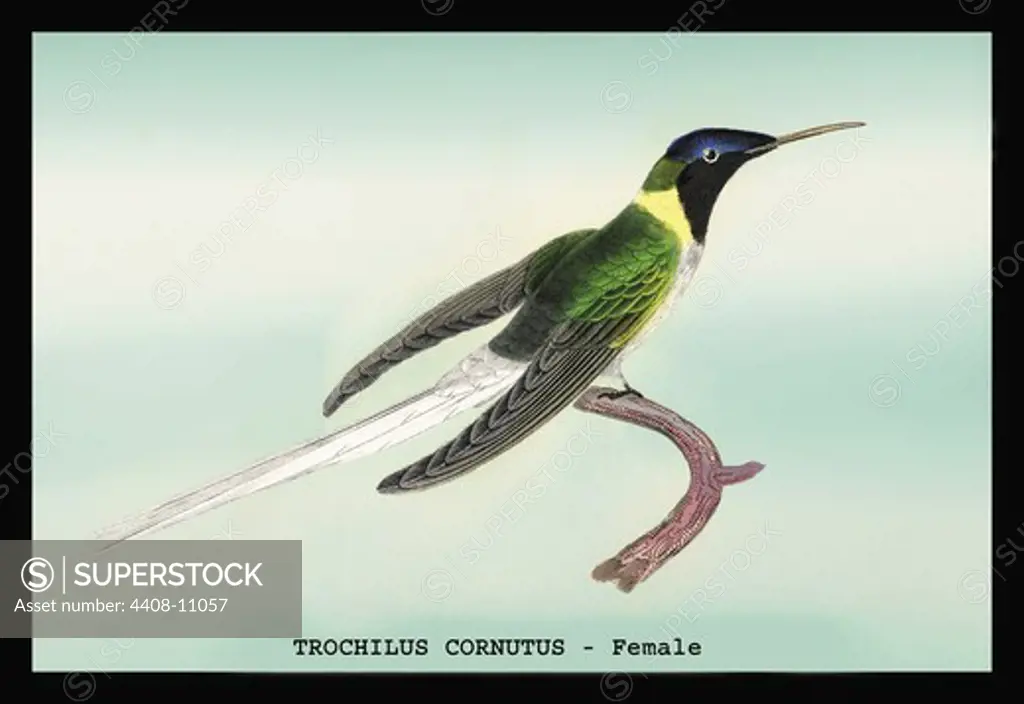 Hummingbird: Trochilus Cornutus - Female, Birds - Hummingbirds