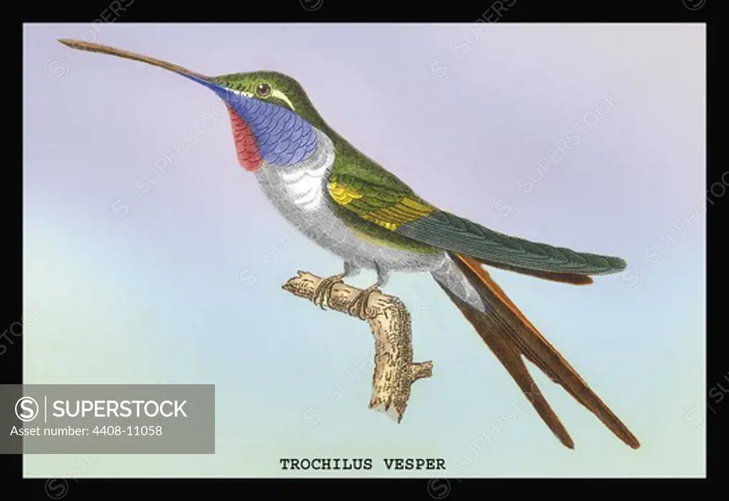 Hummingbird: Trochilus Vesper, Birds - Hummingbirds