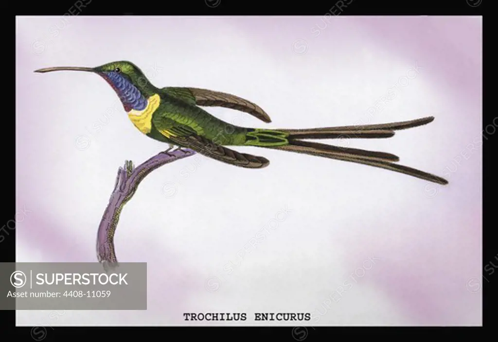 Hummingbird: Trochilus Enicurus, Birds - Hummingbirds