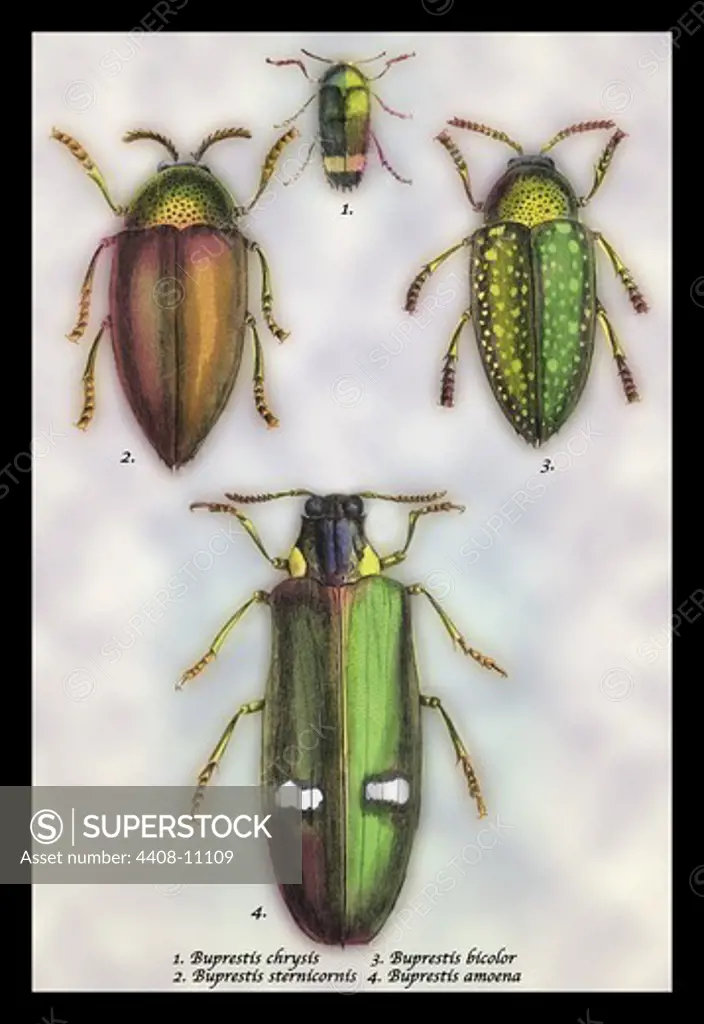Beetles: Buprestis Chrysis B. Sternicornis, et al. #1, Insects - General