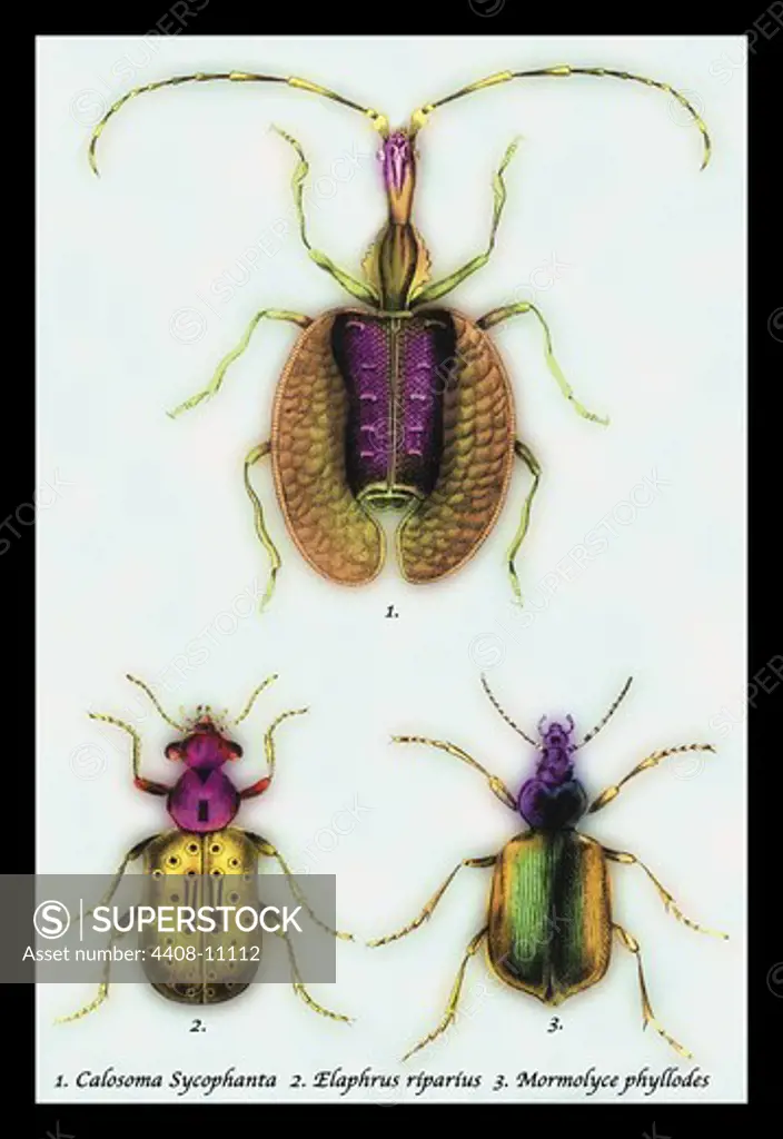 Beetles: Calosoma Sycophanta, Elaphrus Raperius et al. #1, Insects - General