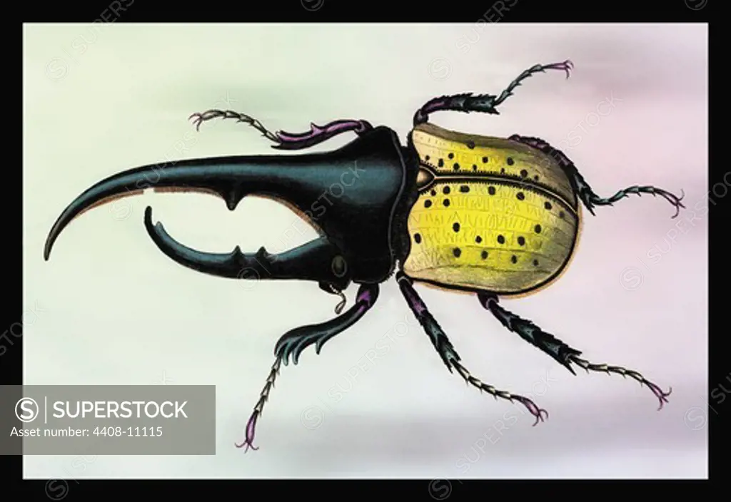 Horned Beetle #1, Insects - General