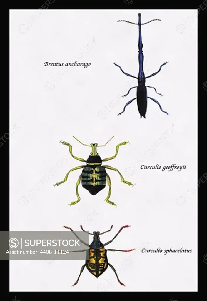 Beetles: Brentus Anchorago, Curculio Geoffroyii et al. #1, Insects - General