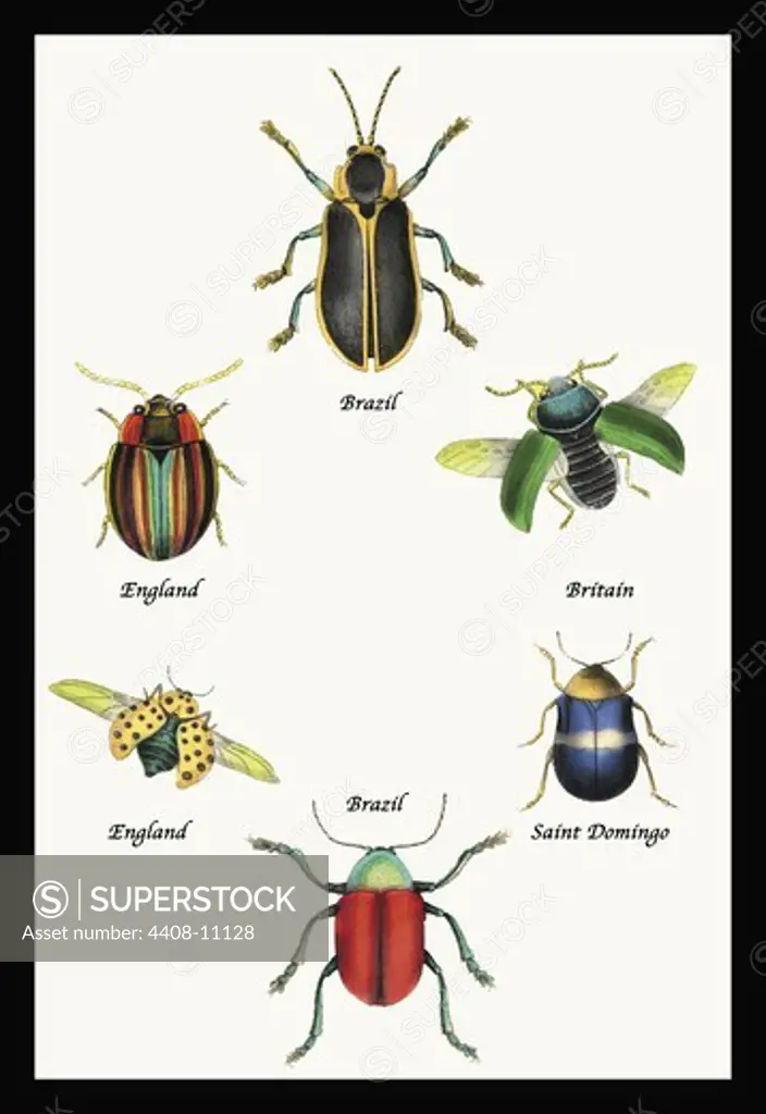Beetles of Brazil, Britain, England and Saint Domingo #1, Insects - General