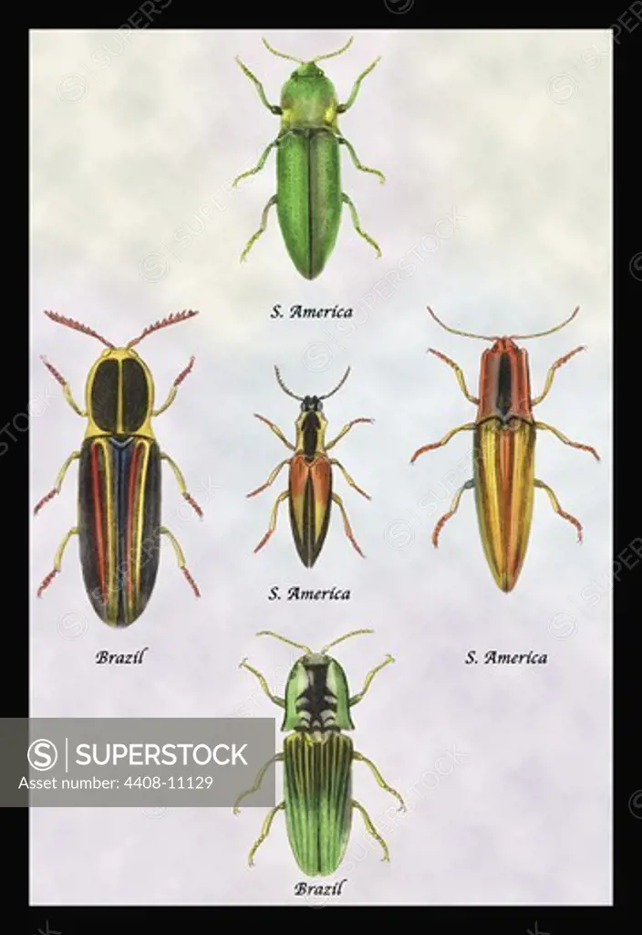 South American Beetles #1, Insects - General