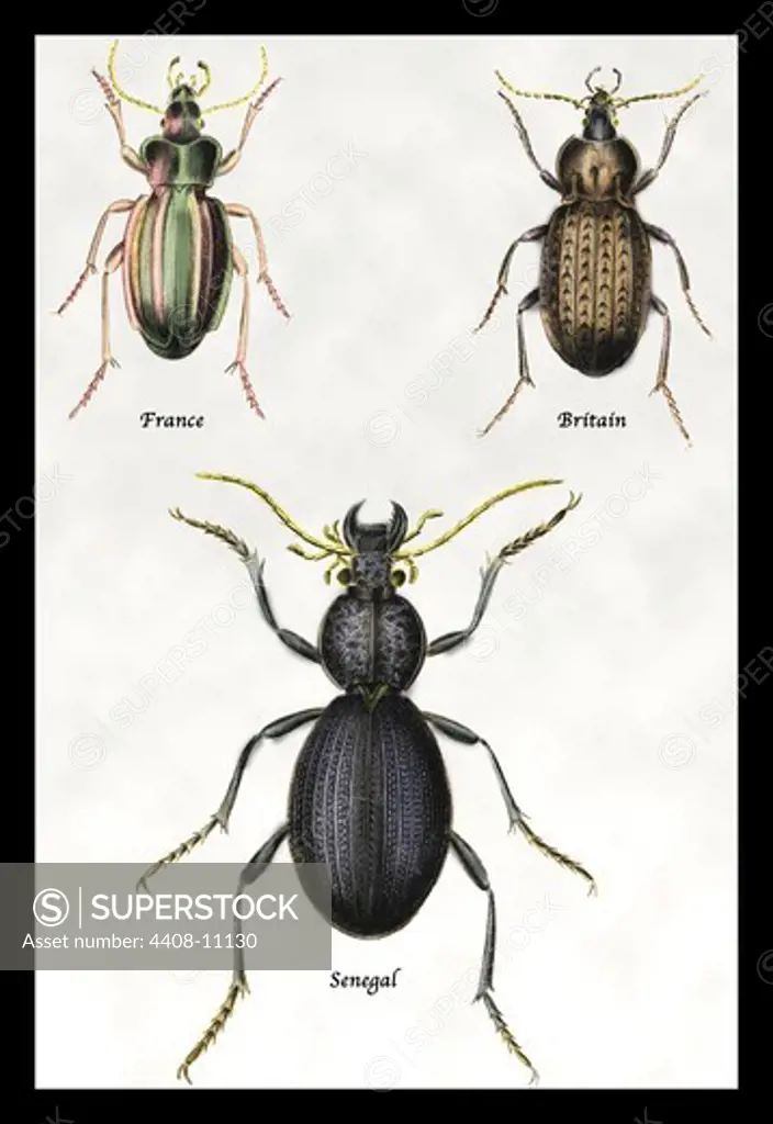 Beetles of Senegal, Britain and France #1, Insects - General