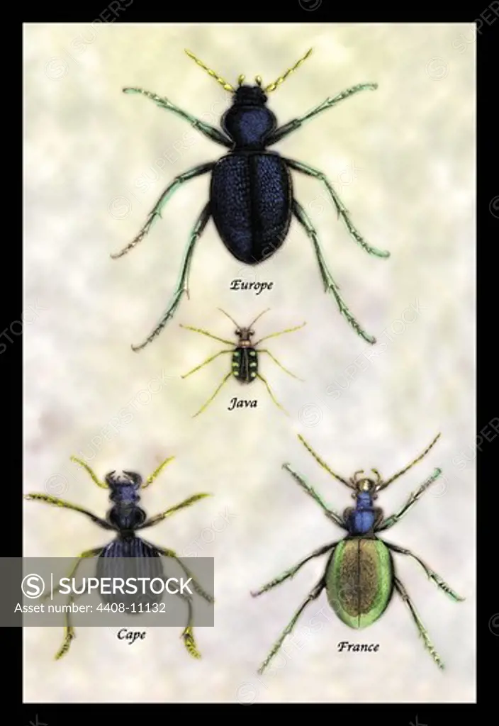 Beetles of Java, France, Cape and Europe #1, Insects - General