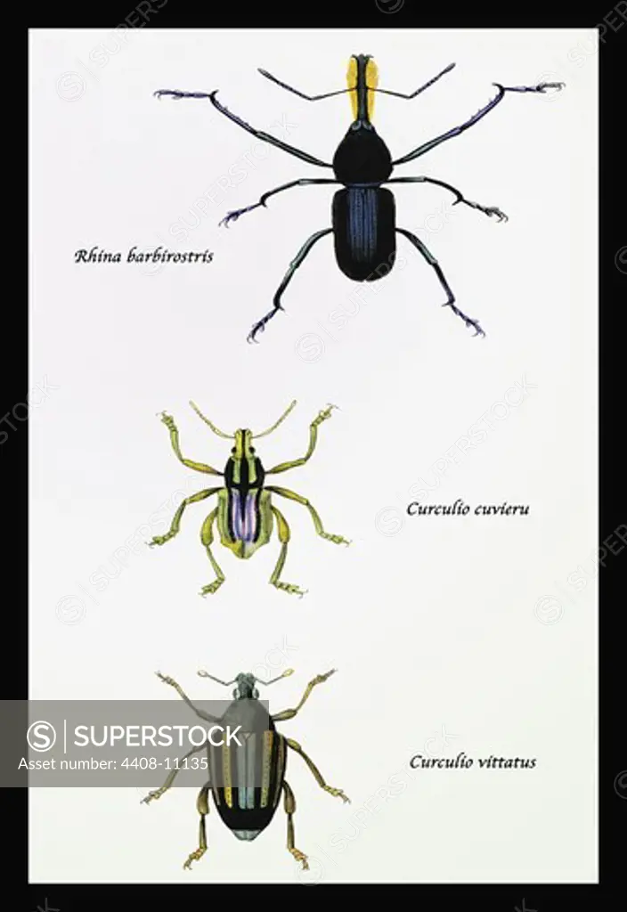 Beetles: Rhina Barbirostris, Curculio Cuvieru and C. Vittatus #1, Insects - General